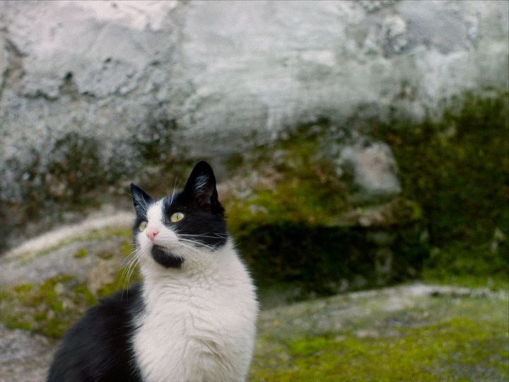 Filmstill: Silent Observers